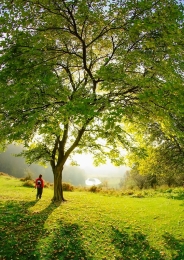 Under the tree 