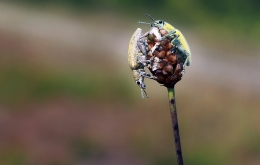 A pair of Yellow Weevil 