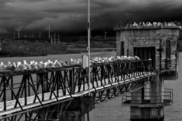 Gaivotas em terra e sinais de tempestade 