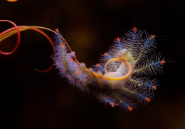 Acrobatics Caterpillar 