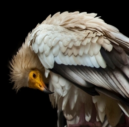 Egyptian Vulture 