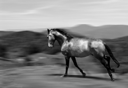 Lusitano Horse 