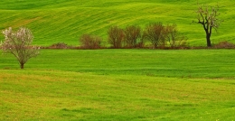 green fields 