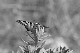 IPHICLISES FEISTHAMELII - BORBOLETA ZEBRA 