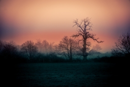 L'Arbre aux Sorcières 