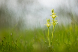 Ophrys arachnitiformis hipocromàtica 