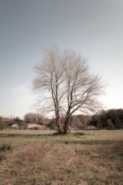 under the Tree ( sotto l'albero ) 