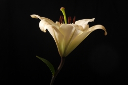 Lilium 