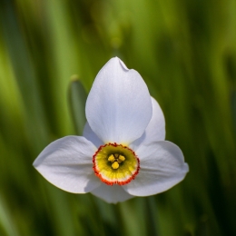 Narcissus 