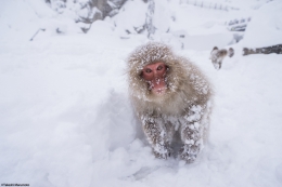 Snow Monkey 