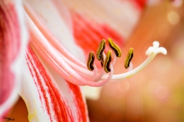 Raqueis ( amaryllis) 