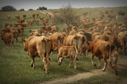 Campo fora 