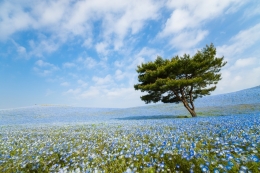 Nemophila Harmony 