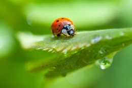 ladybird 