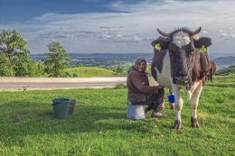 Fresh milk 