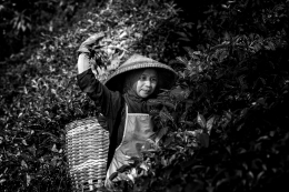 Tea leaf picker 