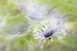 La ronde des fleurs 