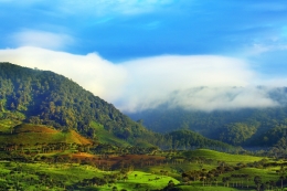 The Morning Tea Plantations 