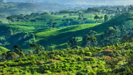 Green Land 