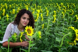 Sunflowers 