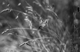 PAPILIO MACHAON 