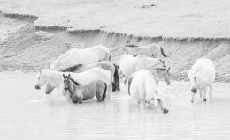 Horses in the water 