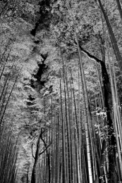 Bamboo forest 