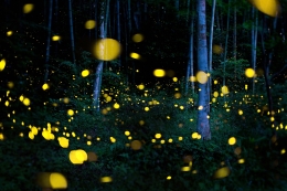 fireflies glow 2 