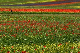 Tutti i colori di Castelluccio 