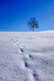 Lonely tree 