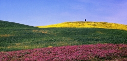 Four Colours and a Lonely Tree 