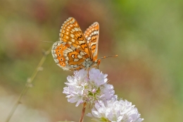 EUPHYDRIAS DESFONTAINLI - Nynphalidae family 