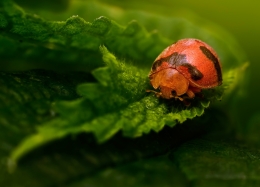 Lonely Ladybug 