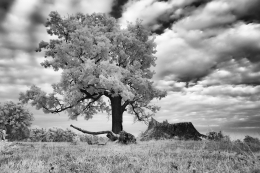 Tree and clouds 