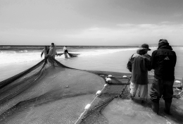 ARTE XÁVEGA - PESCA DE CERCO 