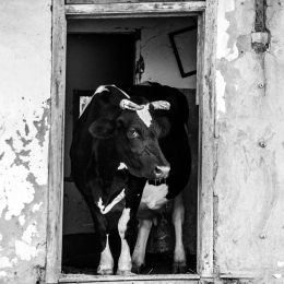 Framed Cow 