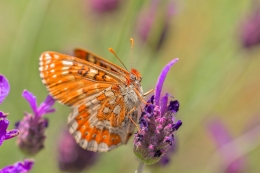 EUPHYDRIAS DESFONTAINLI - Nynphalidae family 