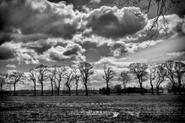 Naked trees 