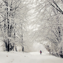 Winter in the forest 