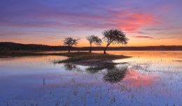 Three simple trees 