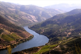 O Douro e as vinhas 