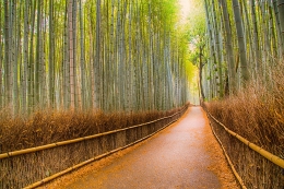 Bamboo forest 