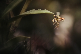 mating in the air 