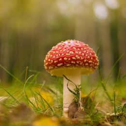 Amanita Muscaria 