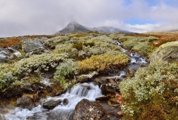 Mountain stream 