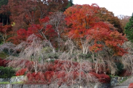 Red leaves and deadwood 