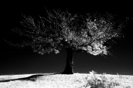 Tree in black 