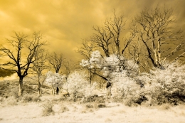 Infrared old forest 