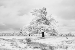 White autumn 