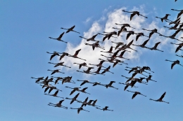 MIGRAÇÃO DOS FLAMINGOS 